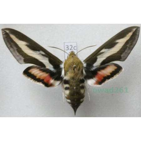 Hyles gallii (Rottemburg, 1775) Czech 67mm32c